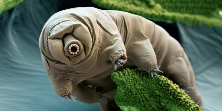 Water bear, SEM